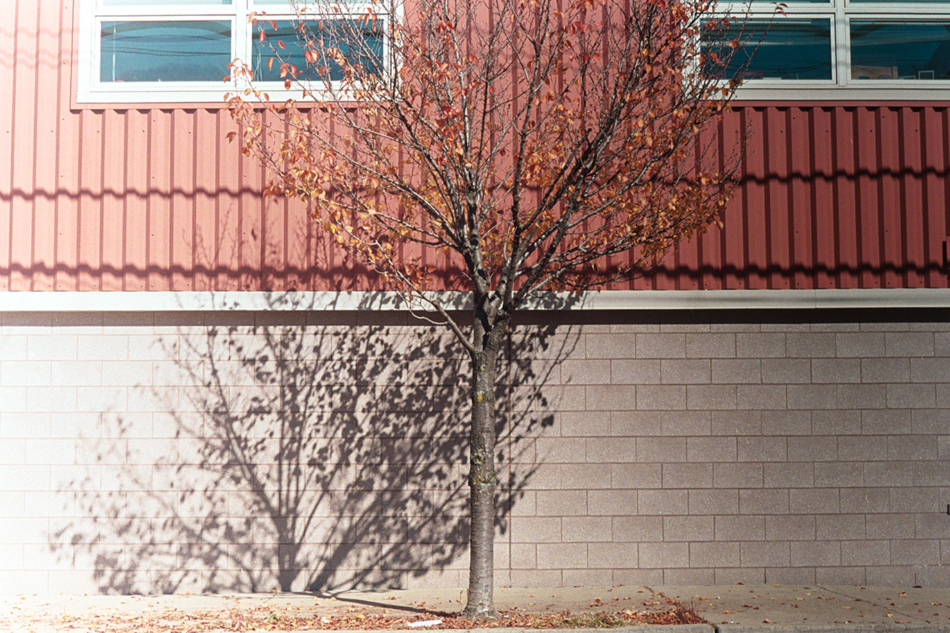 Bare tree in front of red sided and white brick building with two windows and strong shadows.
